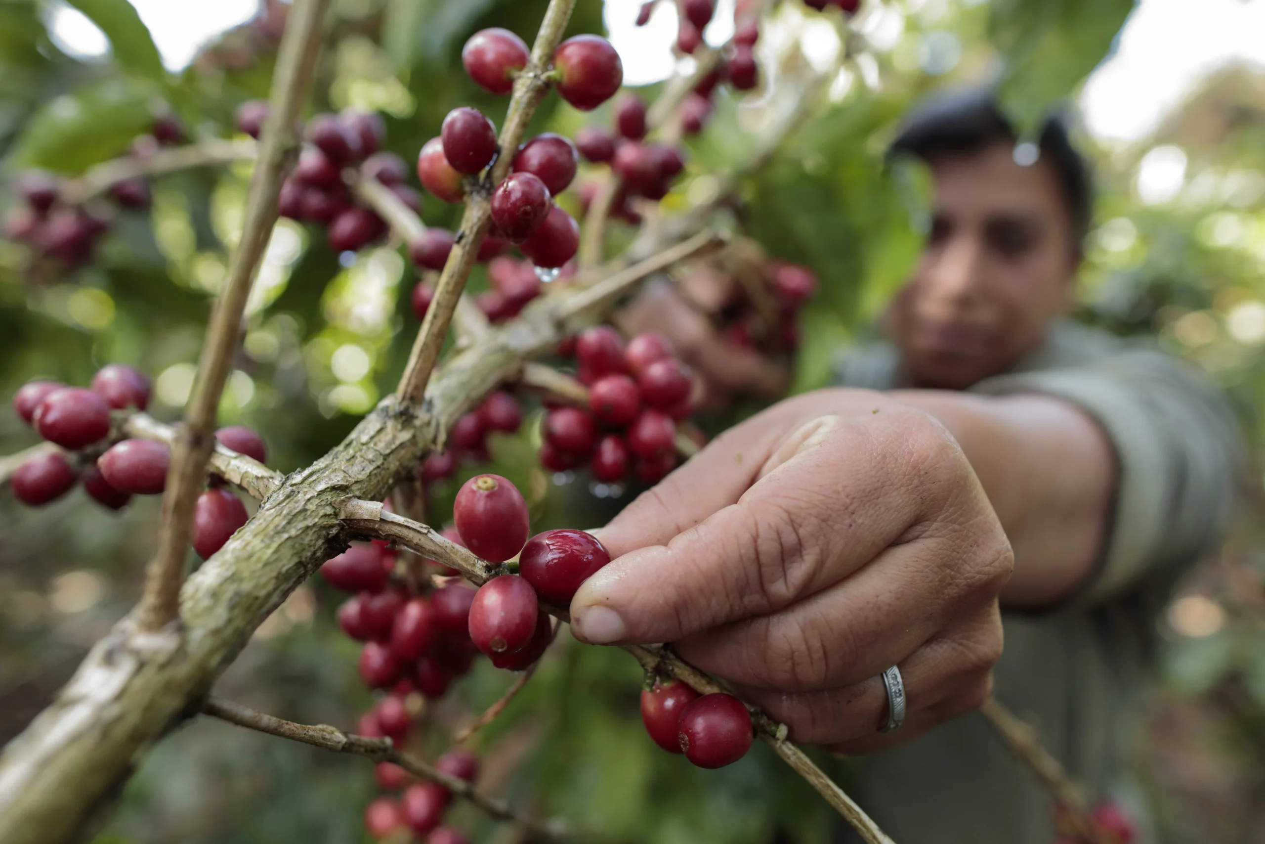 Le pouvoir du café : Bienfaits de la caféine et secrets des variétés Arabica & Robusta