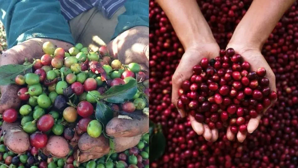 Le Café Industriel vs le Café de Spécialité